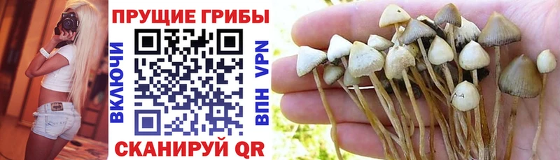 Псилоцибиновые грибы мухоморы  Купить где  Сунжа 